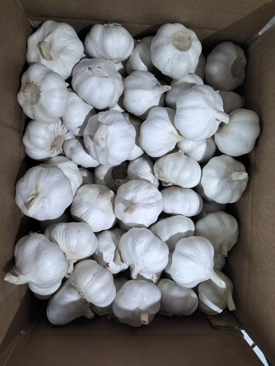 Bawang putih halus dalam kadbod