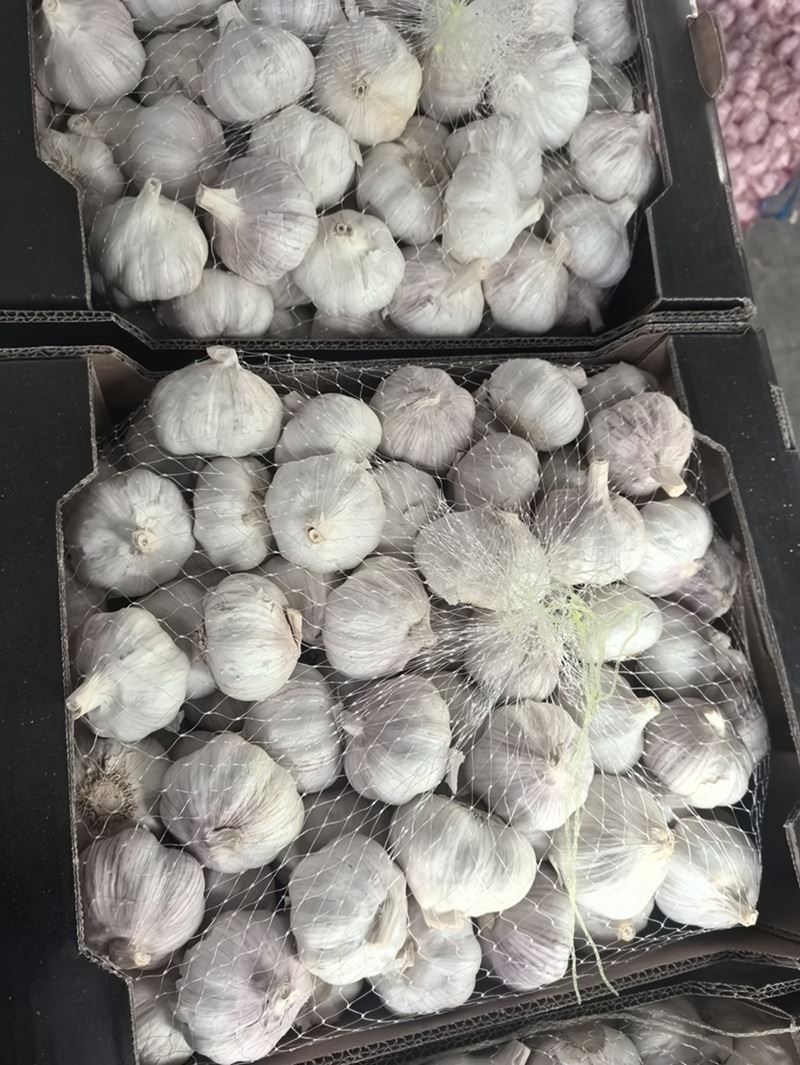 Bawang putih segar di dalam kotak